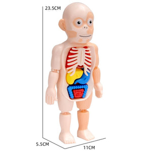 Kid Montessori 3D Puzzle Human Body Anatomy Model Educational Learning Organ Assembled Toy Body Organ Teaching Tool For Children